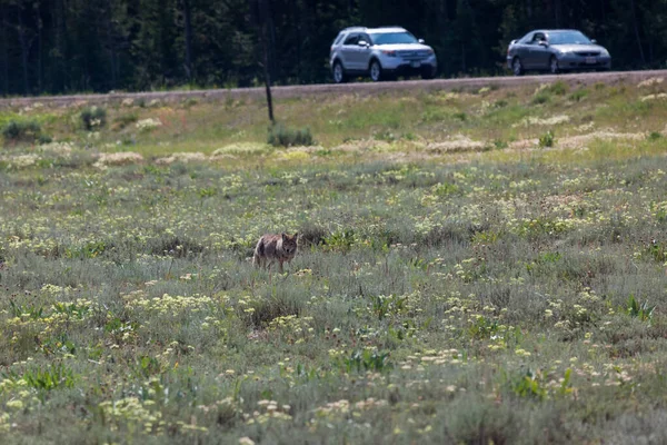 Grand Teton National Park Wyoming Verenigde Staten Juli 2014 Een — Stockfoto