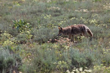 Wyoming Grand Teton Ulusal Parkı 'nda kır çiçekleri ve yabani otlarla tarlada yürüyen tüylü bir çakal..