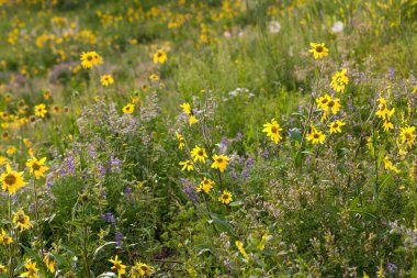 Wyoming Grand Teton Ulusal Parkı 'nda öğleden sonra güneşinin yaktığı mor ve sarı kır çiçekleriyle dolu bir tarla..