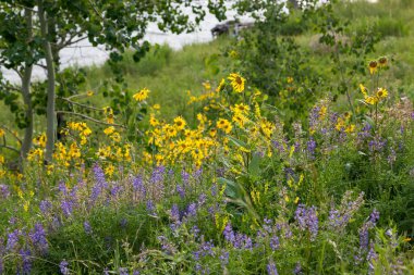 Mor ve sarı kır çiçekleriyle dolu bir tarla öğleden sonra güneşiyle ve Grand Teton Ulusal Parkı, Wyoming 'de bir gölün yanında..