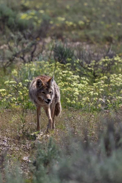 怀俄明州格兰德蒂顿国家公园 一头毛茸茸的狼带着野花和灌木穿过田野 — 图库照片