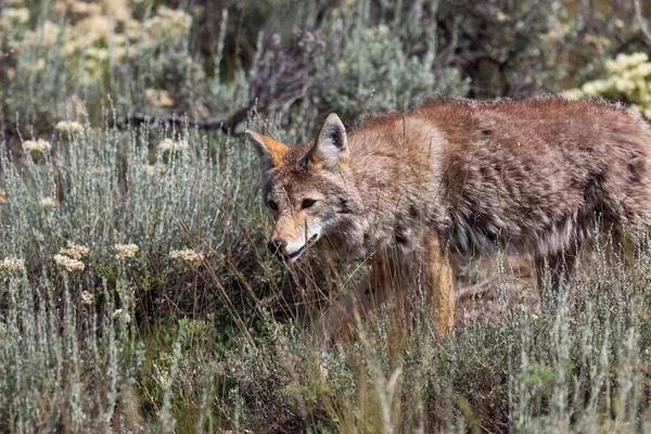 Puszysty Kojot Spacerujący Przez Pole Dzikimi Kwiatami Pędzlem Parku Narodowym — Zdjęcie stockowe