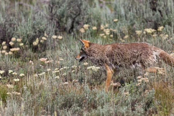 Fluffy Coyote Walking Field Wildflowers Brush Grand Teton National Park — Stock Photo, Image