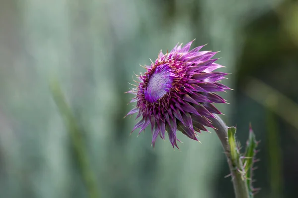 Fiore Cardo Viola Appuntito Con Strati Contro Morbido Sfondo Verde — Foto Stock