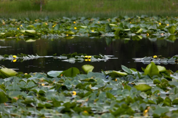 Lily Pond Green Pads Yellow Flowers Tiny Blue Dragonflies Buzzing — Stock Photo, Image