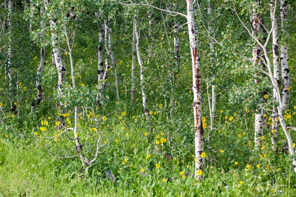 健康的な緑の葉と明るい黄色の野花を持つ若い白い樹皮白樺の木のグループは グランドトン国立公園 ワイオミング州で一緒に成長します — ストック写真