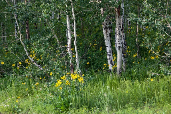 Een Groep Jonge Witte Schors Berkenbomen Met Gezonde Groene Bladeren — Stockfoto