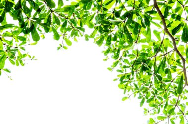 Yeşil yaprak beyaz üzerinde izole.