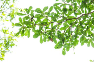 Yeşil yaprak beyaz üzerinde izole.