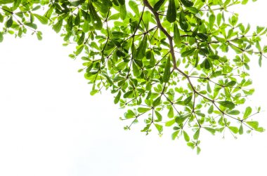 Yeşil yaprak beyaz üzerinde izole.