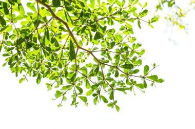 Yeşil yaprak beyaz üzerinde izole.