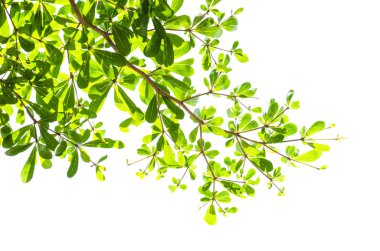 Yeşil yaprak beyaz üzerinde izole.