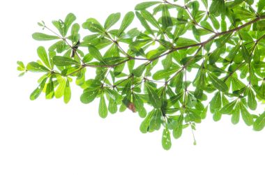 Yeşil yaprak beyaz üzerinde izole.