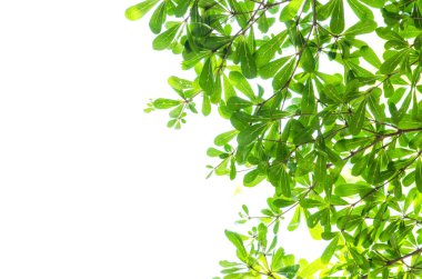 Yeşil yaprak beyaz üzerinde izole.