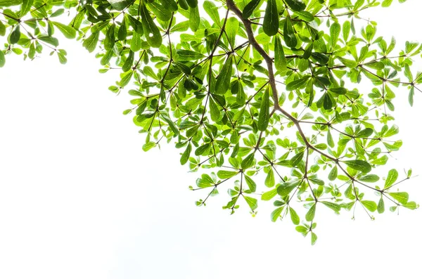 Yeşil yaprak beyaz üzerinde izole.