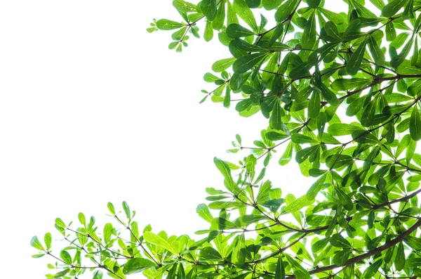 Groen blad geïsoleerd op het witte. — Stockfoto