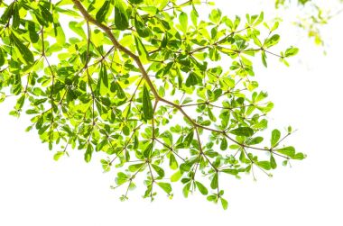 Yeşil yaprak beyaz üzerinde izole.