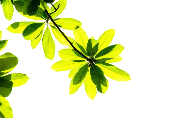 Feuille verte isolée sur le blanc. — Photo