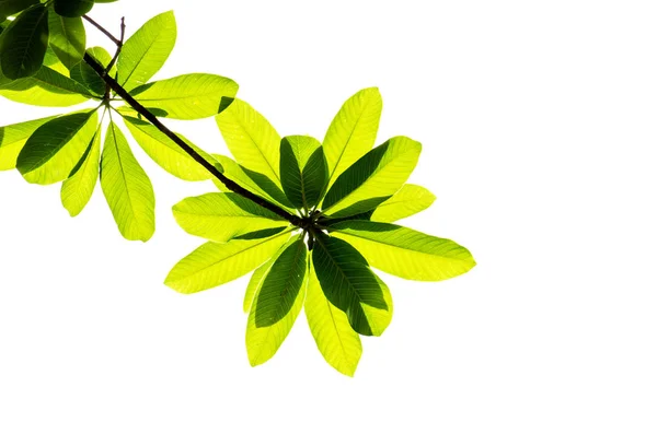 Grön blad isolerad på den vita. — Stockfoto
