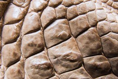 Tatlısu timsahı göbek cilt doku arka plan.