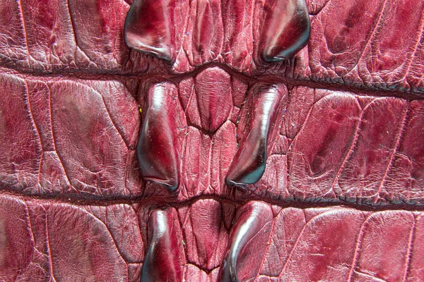 Krokodyl brzuch skóra tekstura tło. — Zdjęcie stockowe