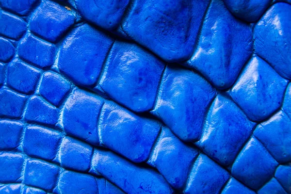 Freshwater crocodile belly skin texture background. — Stock Photo, Image