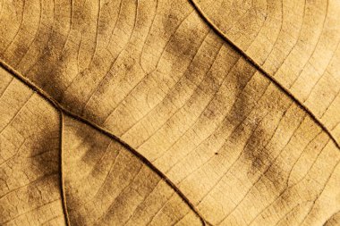 Kurutulmuş yaprak doku arka plan.