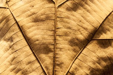 Kurutulmuş yaprak doku arka plan.