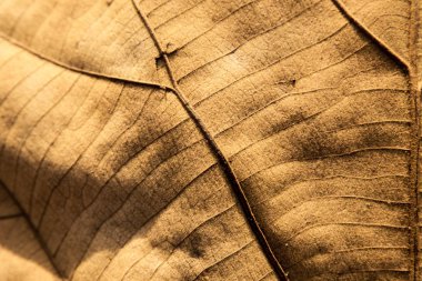 Kurutulmuş yaprak doku arka plan.