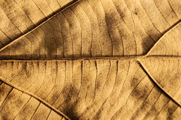 Textura da folha seca fundo . — Fotografia de Stock