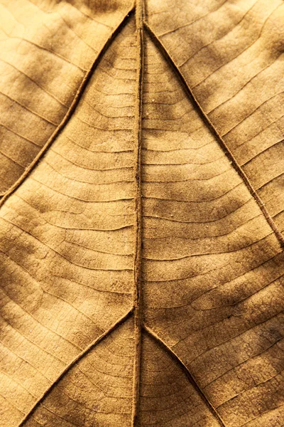 乾燥葉のテクスチャ背景. — ストック写真