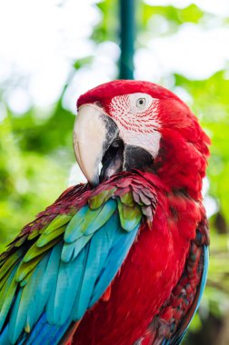 Doğada papağan Amerika papağanı.