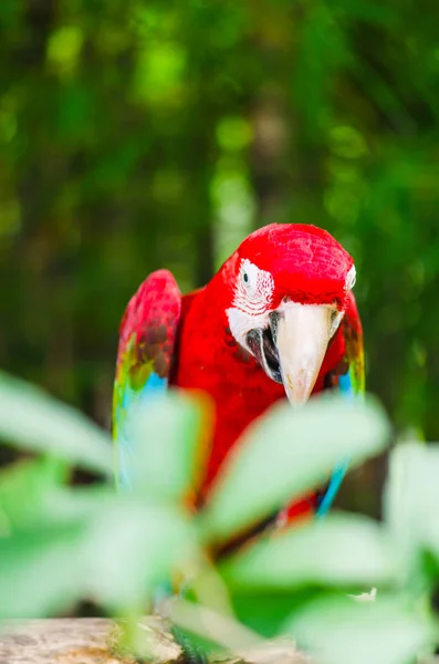Papagaio Macaw na natureza . — Fotografia de Stock