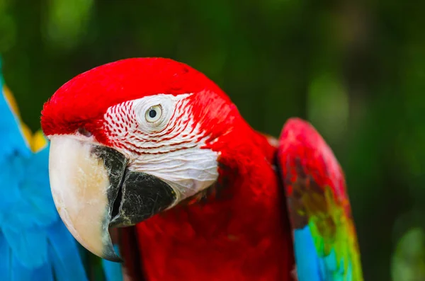 自然の中のオウムのコンゴウインコ. — ストック写真