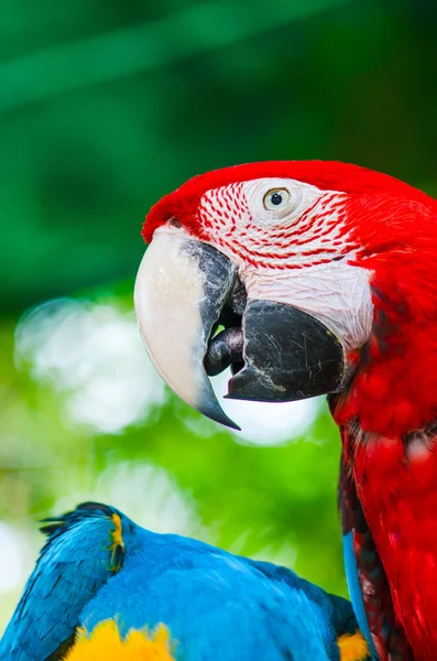 自然の中のオウムのコンゴウインコ. — ストック写真