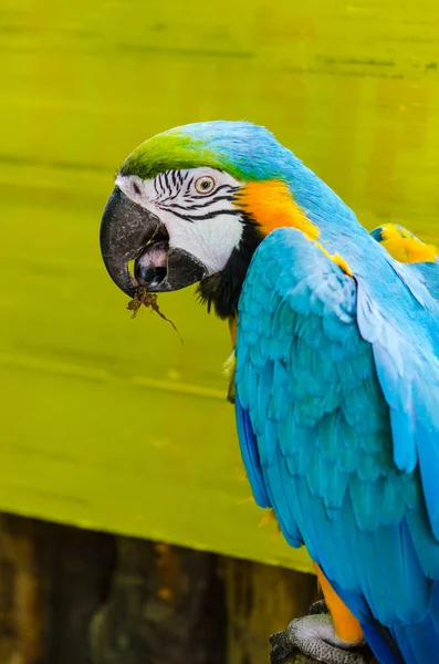 Papageienara in der Natur. — Stockfoto