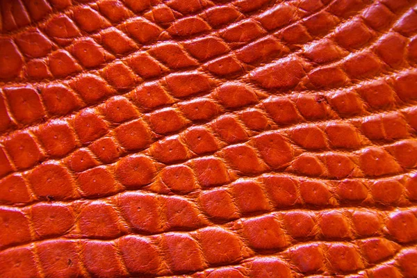 Süßwasser Krokodilbauch Haut Textur Hintergrund. — Stockfoto