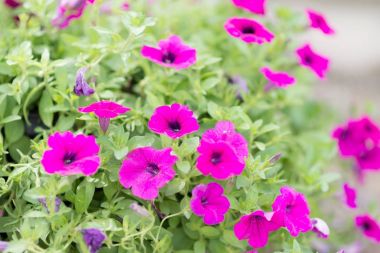 Bahçede çiçek açan kozmos çiçekleri.