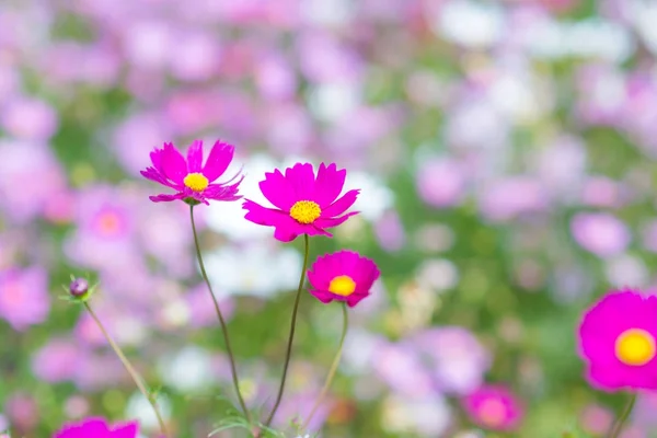 庭に咲くコスモスの花. — ストック写真
