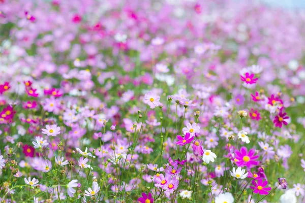 정원에 피는 코스모스 꽃. — 스톡 사진
