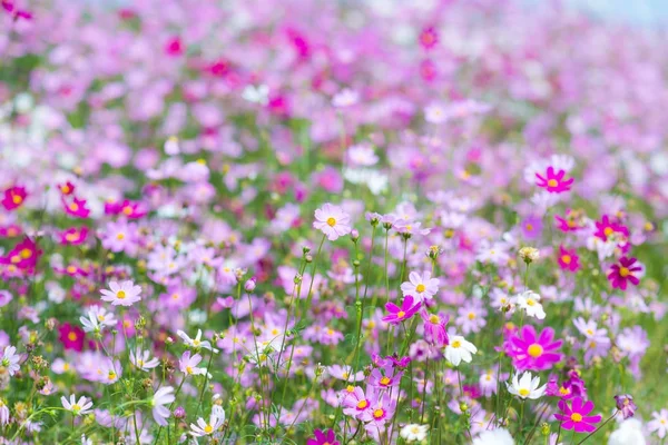 庭に咲くコスモスの花. — ストック写真
