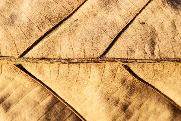 Kurutulmuş yaprak doku arka plan.