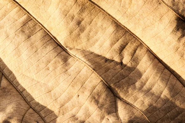 Kurutulmuş yaprak doku arka plan.