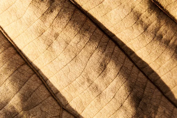 Gedroogde Bladeren Textuur Achtergrond — Stockfoto