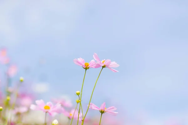 Cosmos Flores Que Florecen Jardín — Foto de Stock