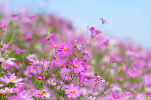 Cosmos Flores Florescendo Jardim — Fotografia de Stock