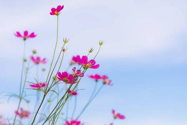 Cosmos Flores Florescendo Jardim — Fotografia de Stock