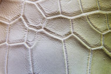 Tatlısu timsahı göbek cilt doku arka plan. Tatlısu timsahı 