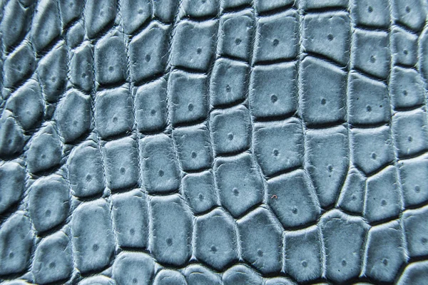 Freshwater crocodile belly skin texture background.This image of Freshwater Crocodile \