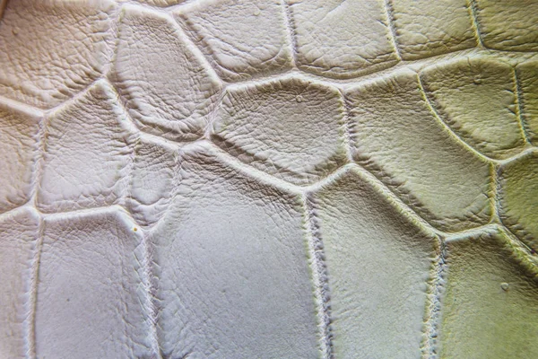 Tatlısu timsahı göbek cilt doku arka plan. Tatlısu timsahı 